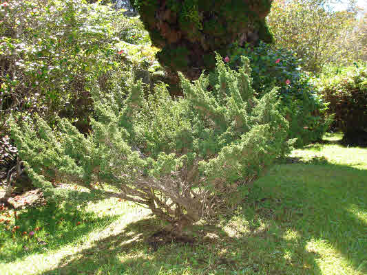 19-4277 Haunani Road Volcano, HI 96785 - Photo 8 of 22 a view of a tree in a yard