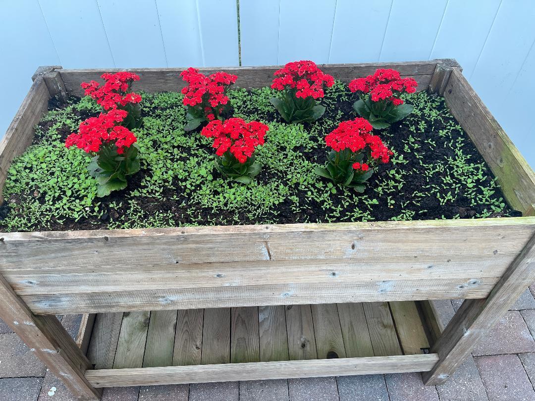 6985 Southeast Amendment Street Hobe Sound, FL 33455 - Photo 26 of 27 a view of a bunch of flowers