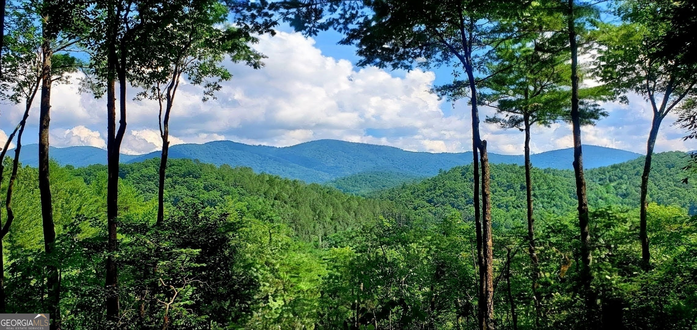 a view of a garden with a tree