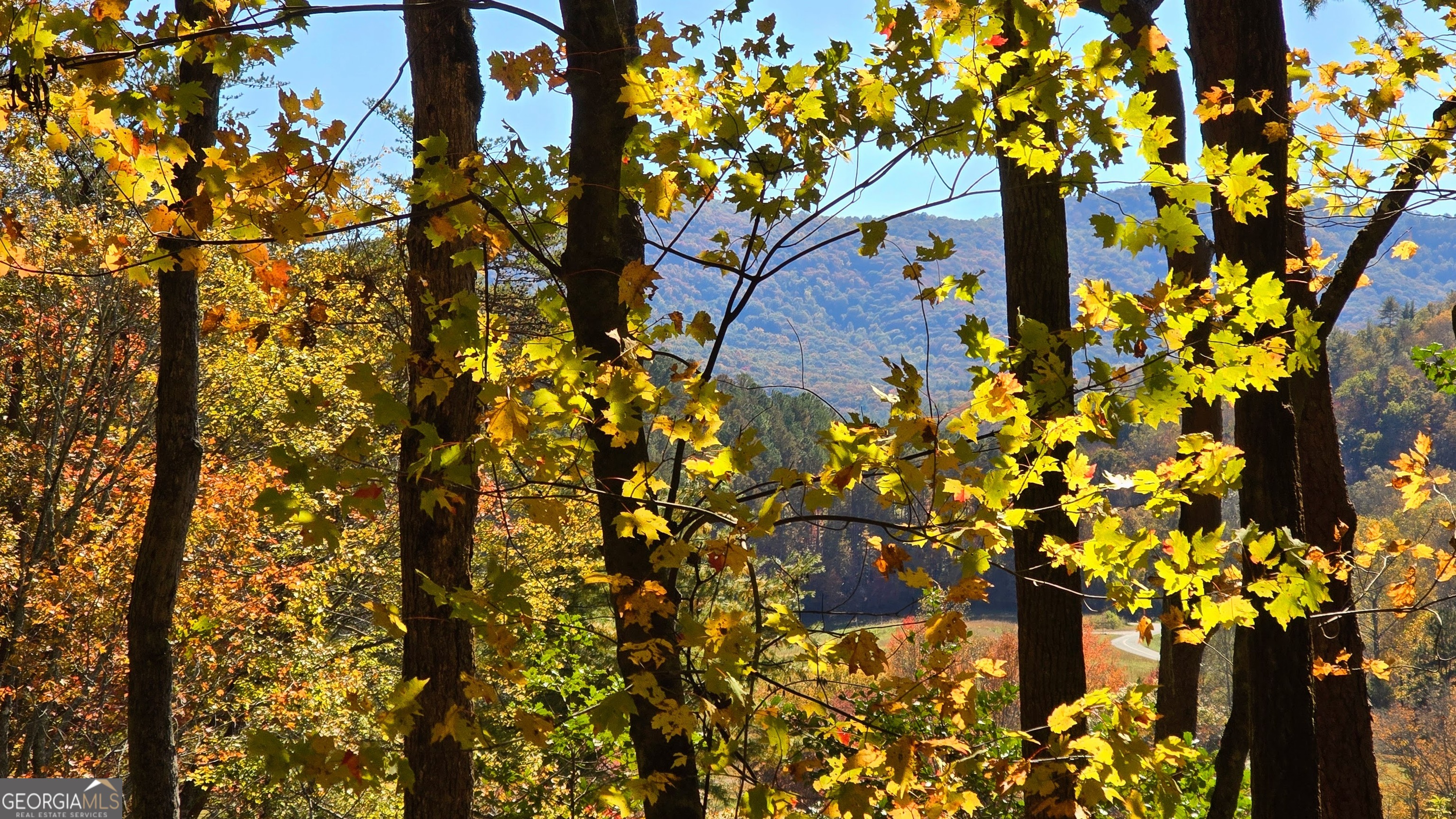 Lot 3 Gold Ridge Trail Cherry Log, GA 30522 - Photo 15 of 16 a picture of tree