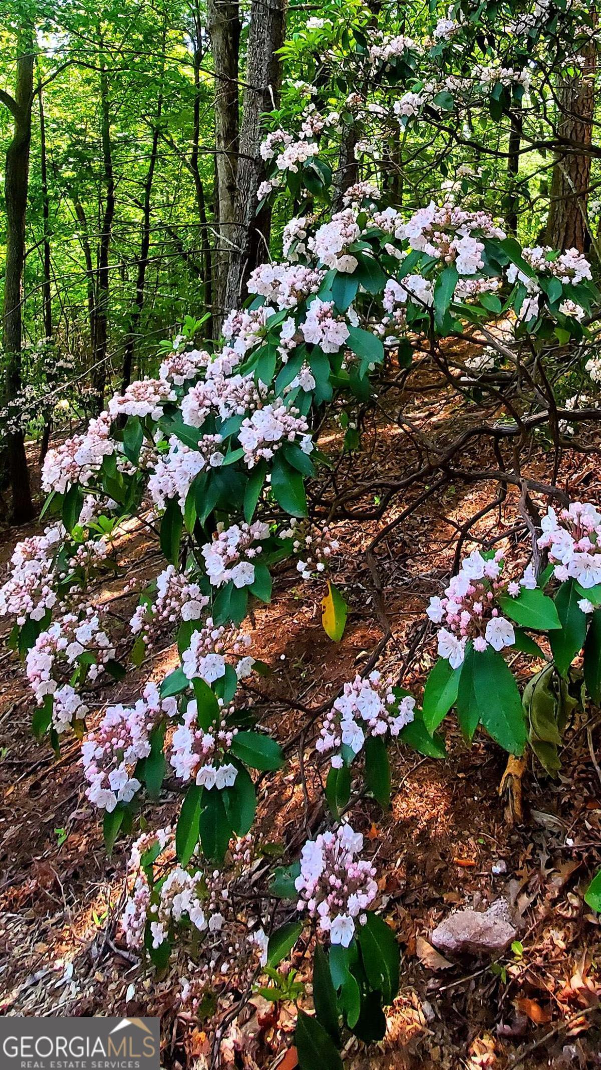 Lot 3 Gold Ridge Trail Cherry Log, GA 30522 - Photo 17 of 18
