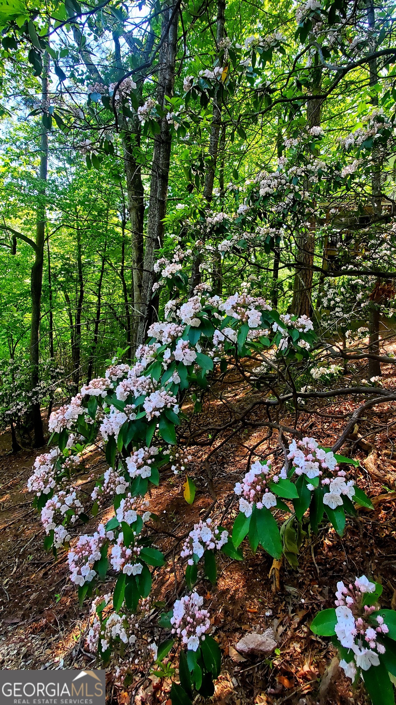 Lot 3 Gold Ridge Trail Cherry Log, GA 30522 - Photo 6 of 16