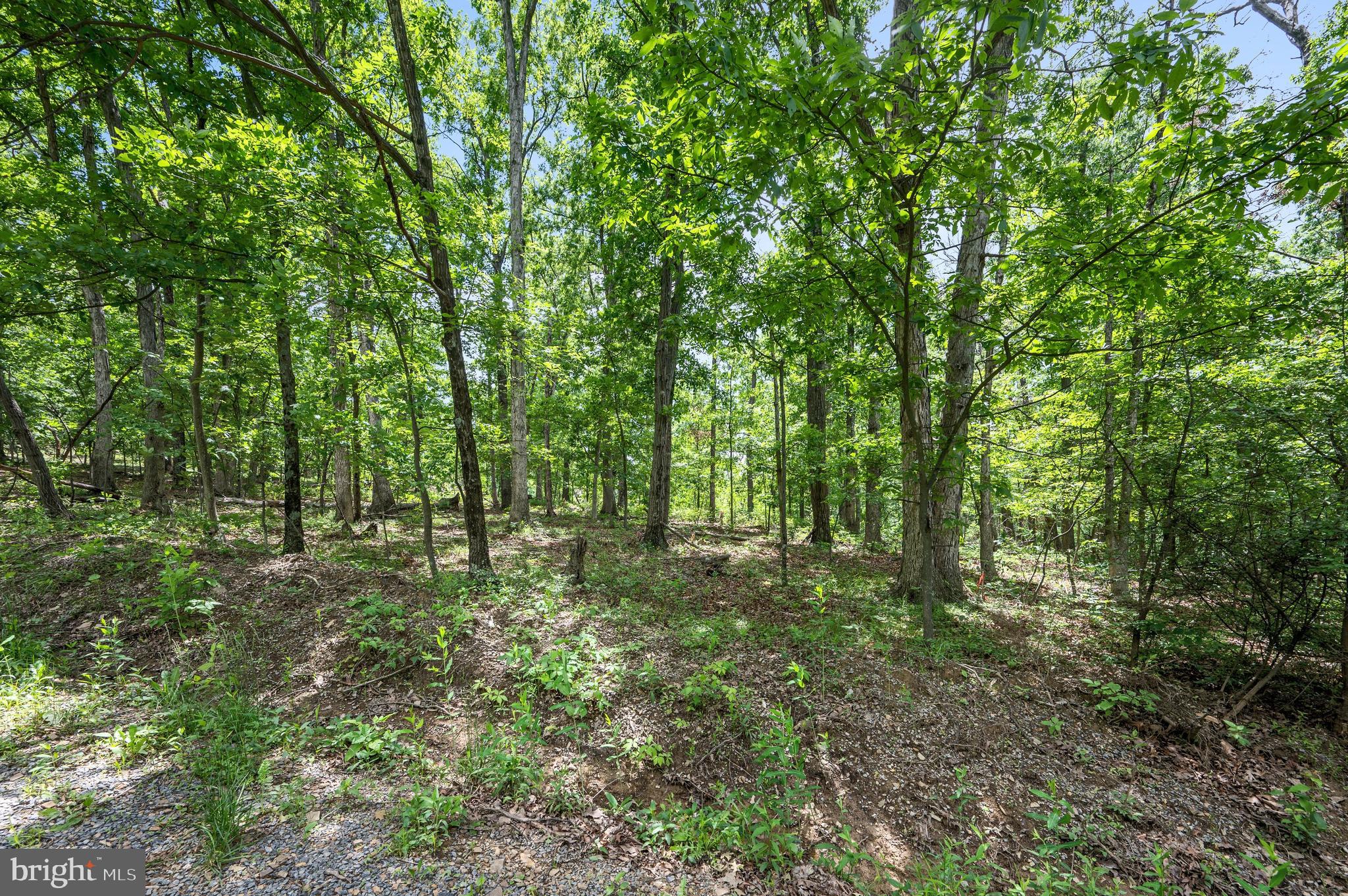 4-5 Glen Ridge Road Winchester, VA 22602 - Photo 3 of 10 a big yard with lots of green space and deers