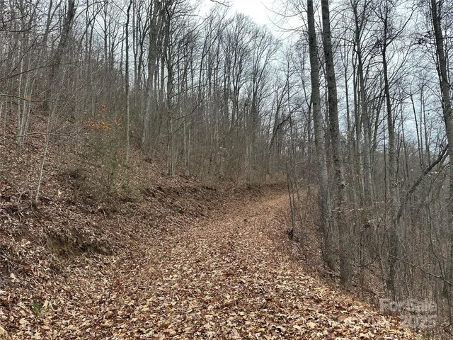 a view of a yard with large trees