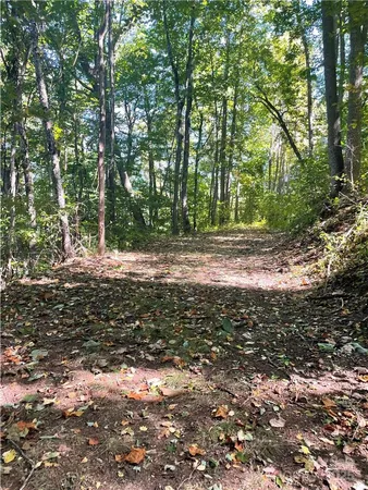 a view of a yard with plants and large trees