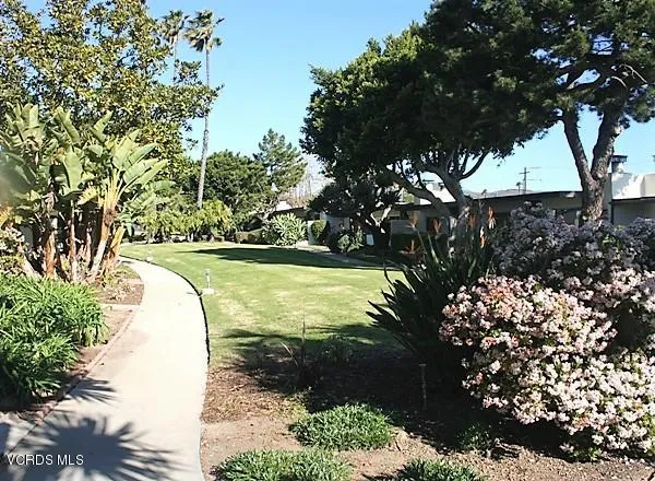 a view of a yard with plants and large trees