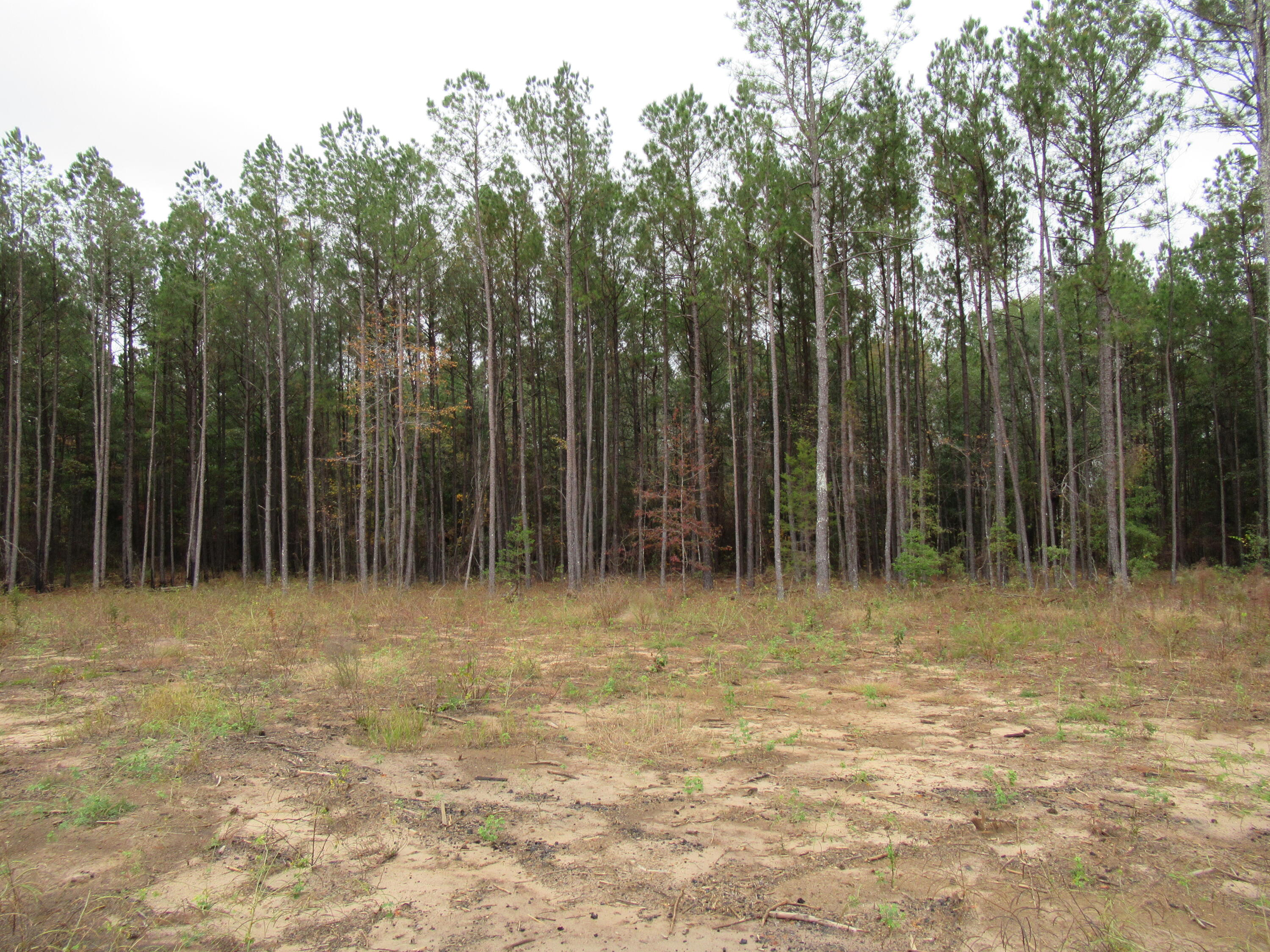 0 Twin Pines Road Keysville, GA 30816 - Photo 8 of 25 IMG_0636