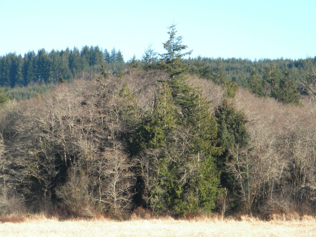 -xxxx Mox Chehalis Road Elma, WA 98541 - Photo 3 of 7 Gallery Image 3