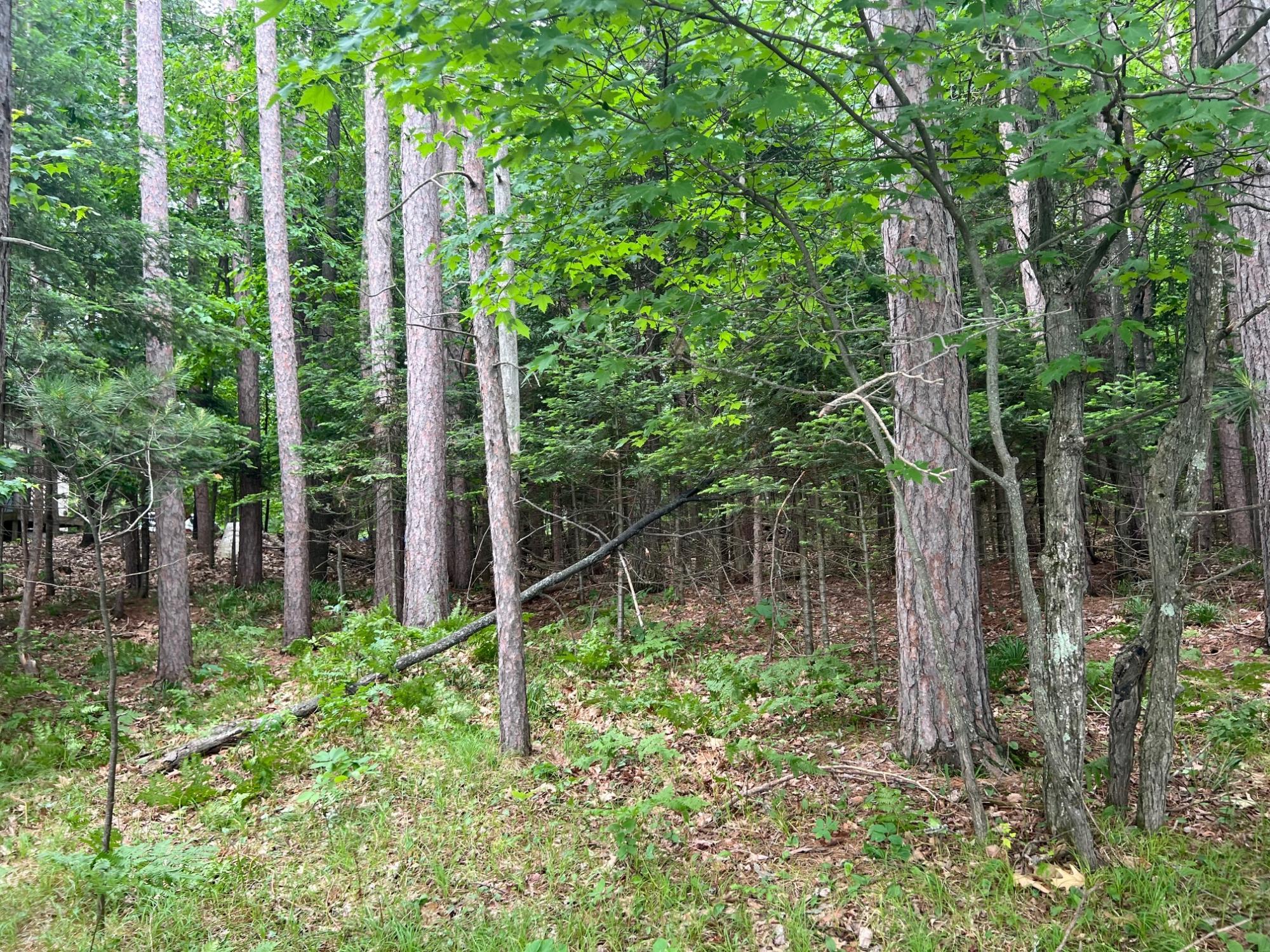 On Manuel Lake Road, Unit LOT 3 Phelps, WI 54554 - Photo 6 of 7 Gallery Image 6