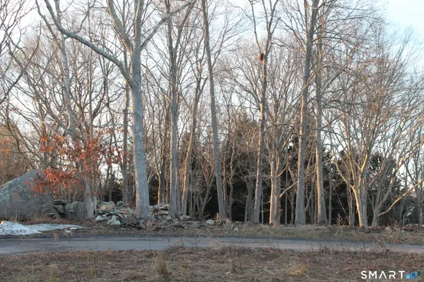 a view of a forest with trees