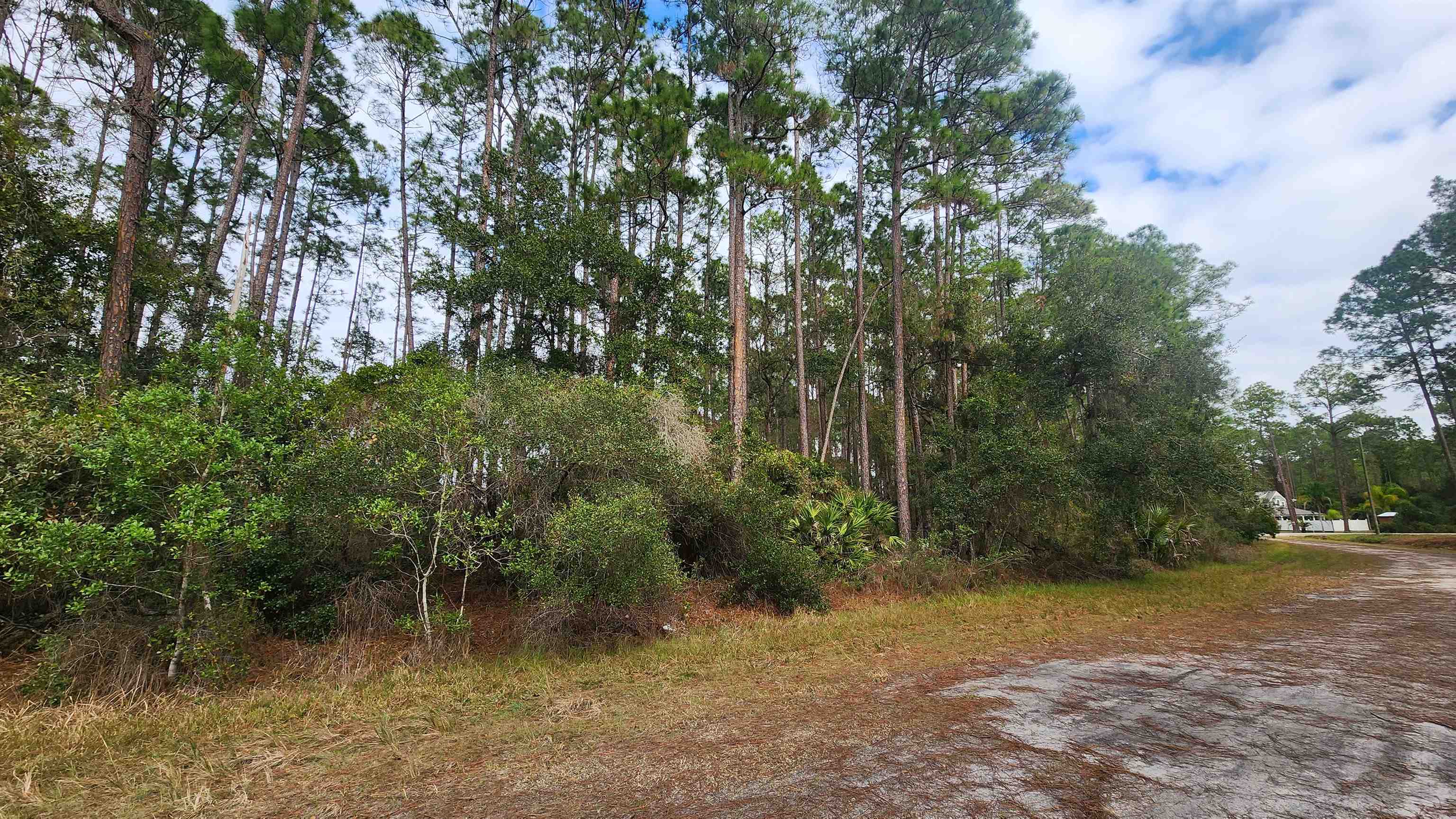 106 Shirley Circle Georgetown, FL 32139 - Photo 3 of 10 a view of a forest filled with trees