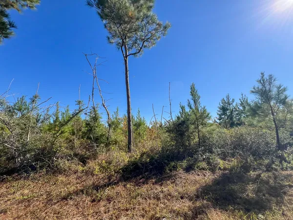 a view of a tree in a yard