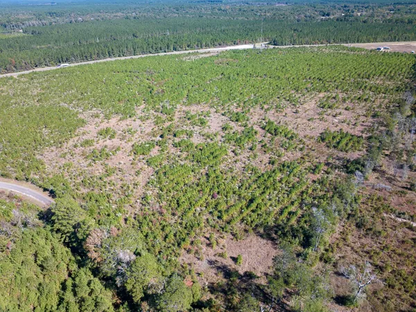 a view of a forest with a tree in the background