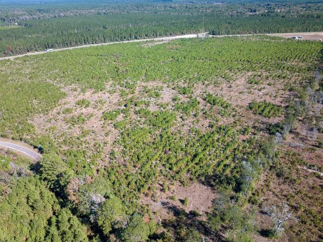 a view of a forest with a tree in the background