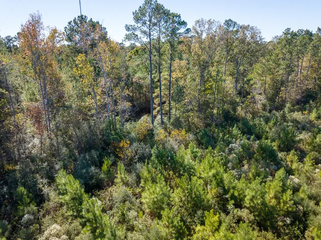 a view of a forest with a mountain