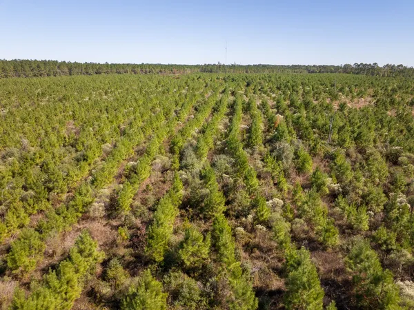 a view of a city with lush green forest