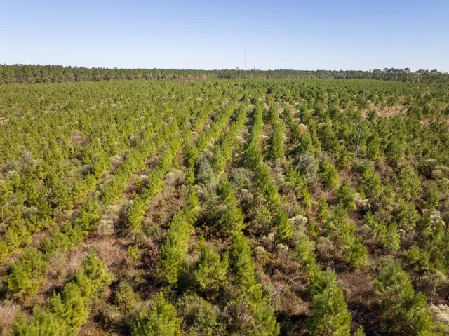 a view of a city with lush green forest