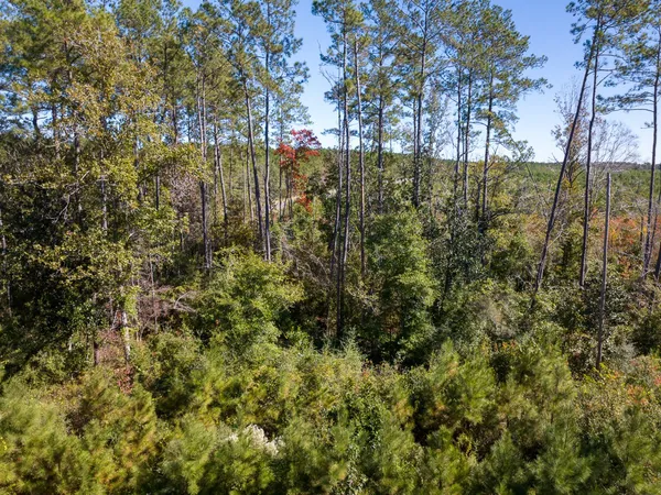 a view of a yard of a house