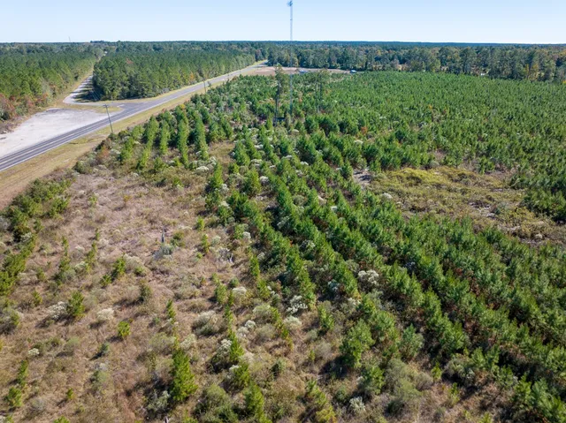 a view of a garden with a tree