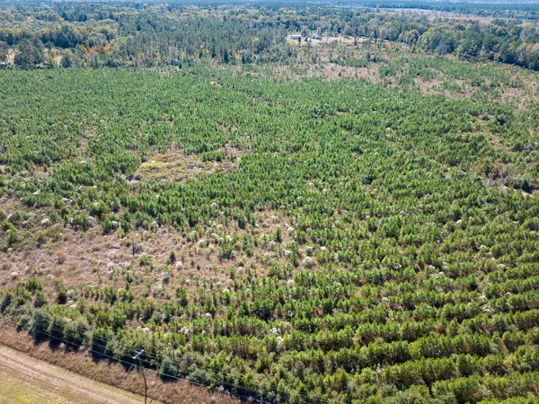 a view of a yard with large trees