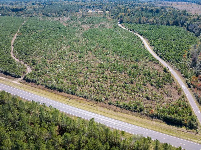 a view of a garden with a plant