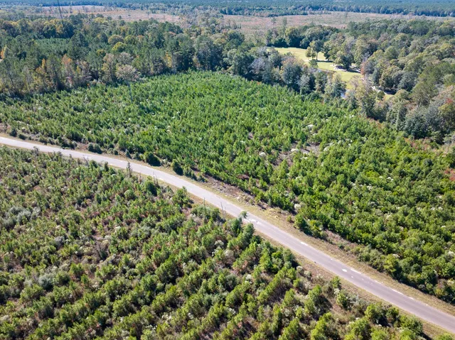 a view of a forest with a street
