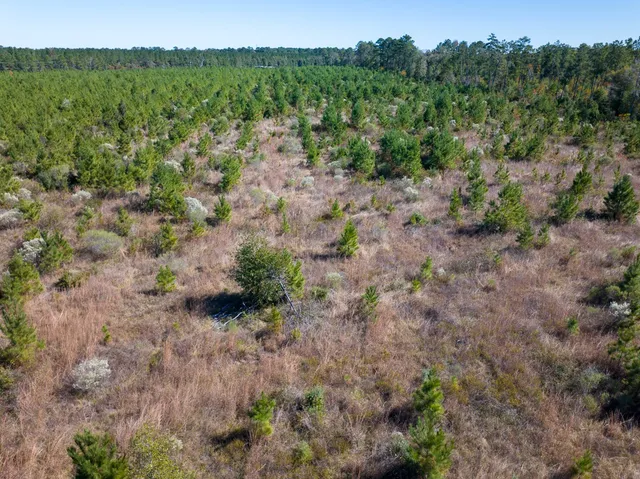 a view of a lush green forest with a lush green hillside
