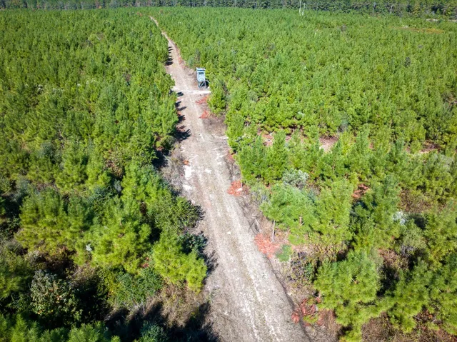 a view of a lush green forest with trees and some houses