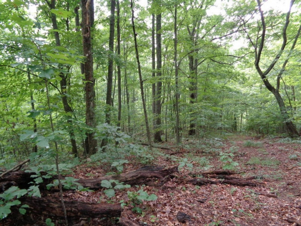 0 Short Mountain Road Sneedville, TN 37869 - Photo 2 of 36 Photo 2