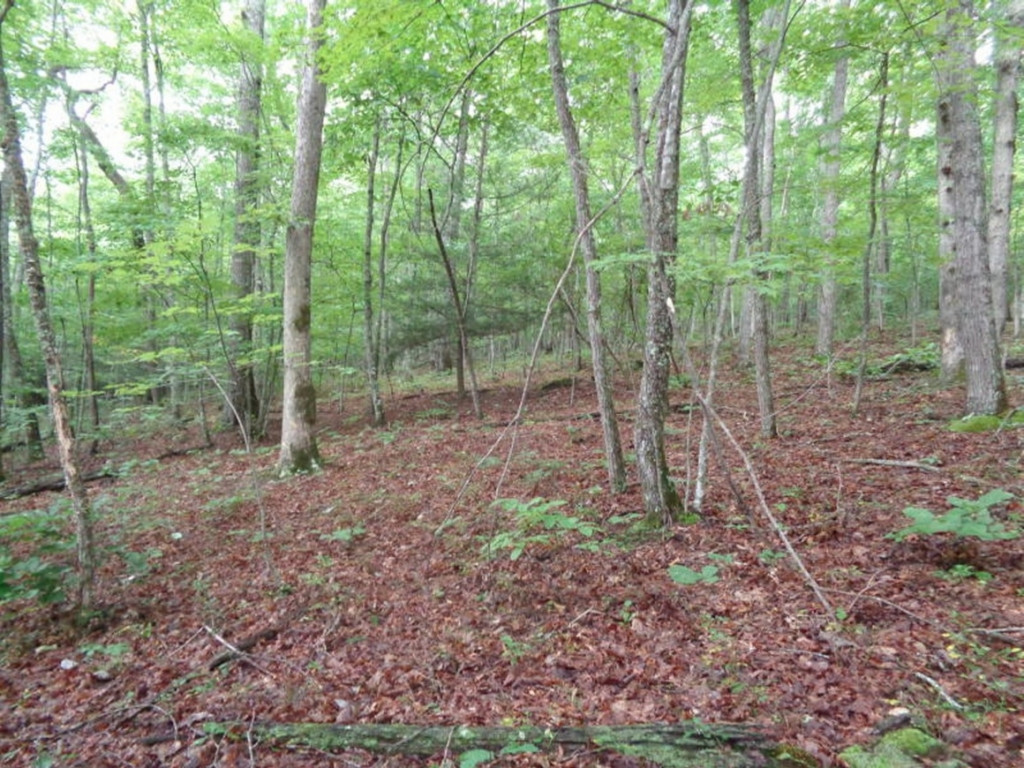 0 Short Mountain Road Sneedville, TN 37869 - Photo 11 of 36 Photo 11