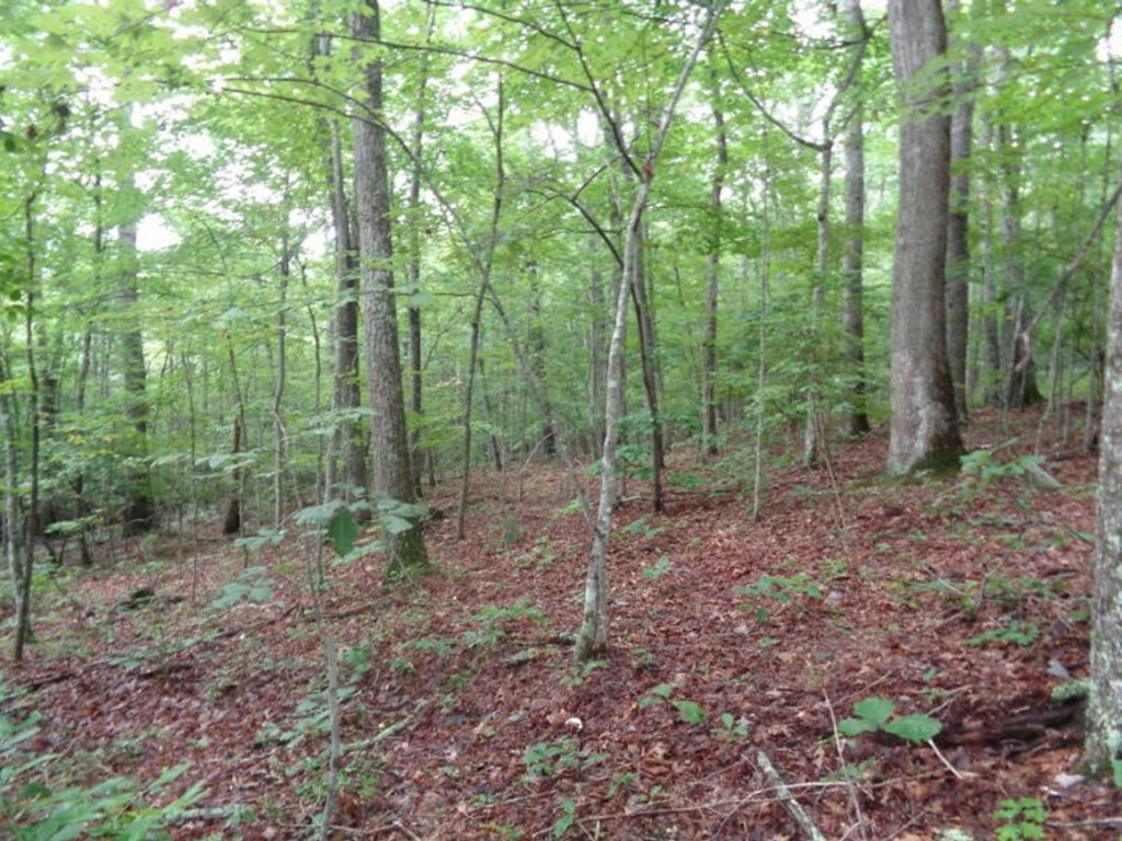 0 Short Mountain Road Sneedville, TN 37869 - Photo 12 of 36 Photo 12