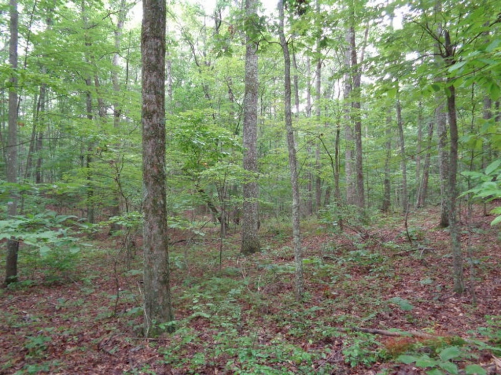 0 Short Mountain Road Sneedville, TN 37869 - Photo 16 of 36 Photo 16