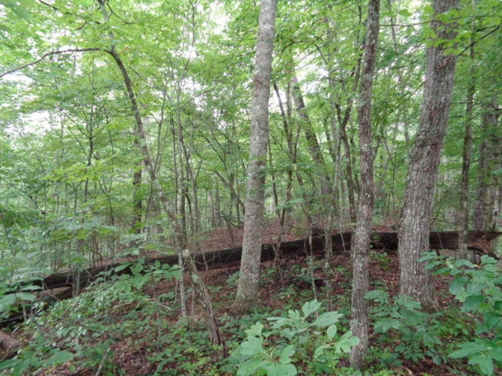 0 Short Mountain Road Sneedville, TN 37869 - Photo 17 of 36 Photo 17