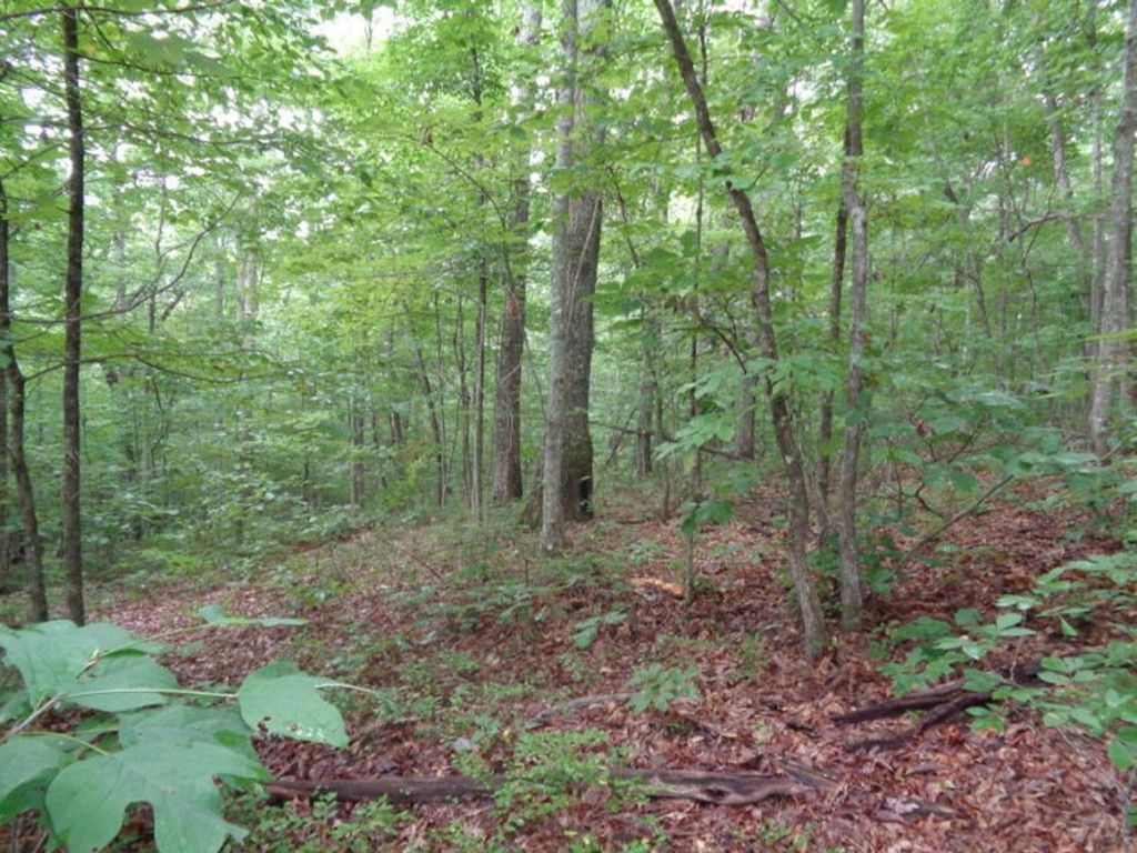 0 Short Mountain Road Sneedville, TN 37869 - Photo 3 of 36 Photo 3