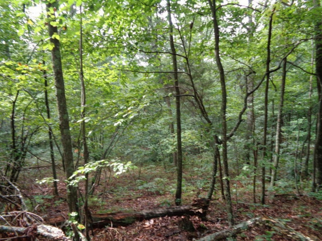 0 Short Mountain Road Sneedville, TN 37869 - Photo 25 of 36 Photo 25