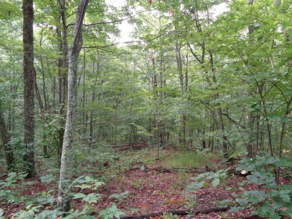0 Short Mountain Road Sneedville, TN 37869 - Photo 27 of 36 Photo 27