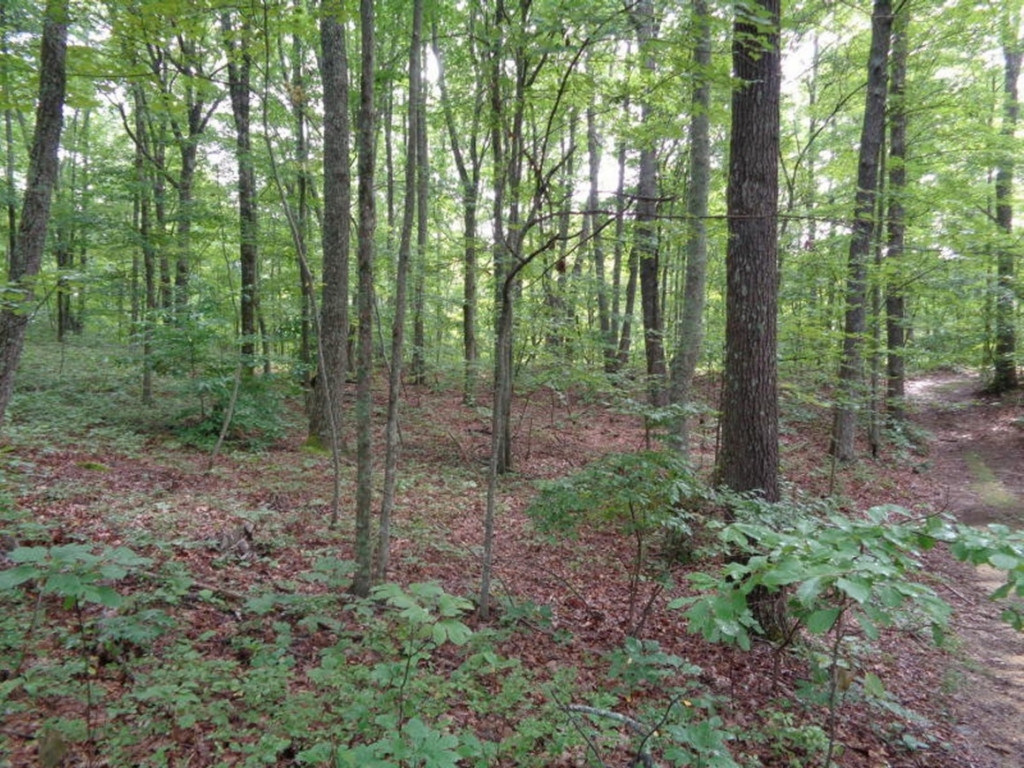 0 Short Mountain Road Sneedville, TN 37869 - Photo 29 of 36 Photo 29
