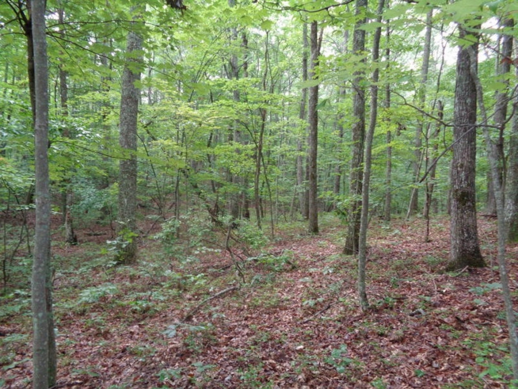 0 Short Mountain Road Sneedville, TN 37869 - Photo 31 of 36 Photo 31