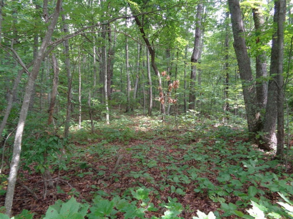 0 Short Mountain Road Sneedville, TN 37869 - Photo 32 of 36 Photo 32