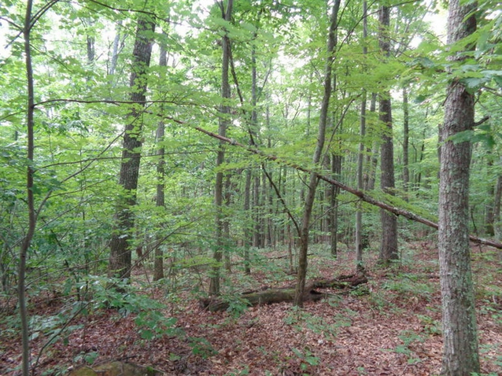 0 Short Mountain Road Sneedville, TN 37869 - Photo 36 of 36 Photo 36