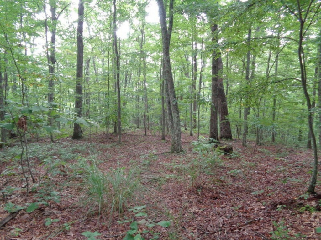 0 Short Mountain Road Sneedville, TN 37869 - Photo 5 of 36 Photo 5