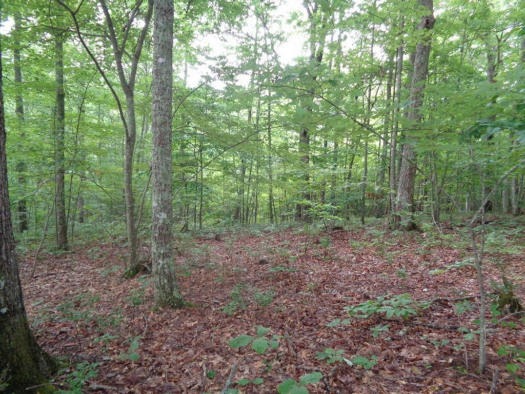 0 Short Mountain Road Sneedville, TN 37869 - Photo 6 of 36 Photo 6