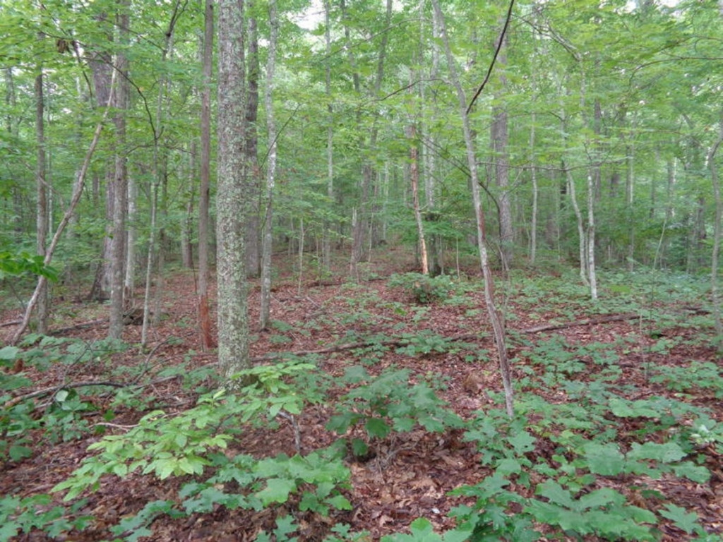 0 Short Mountain Road Sneedville, TN 37869 - Photo 7 of 36 Photo 7