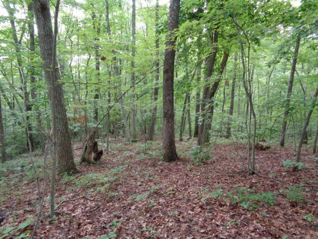 0 Short Mountain Road Sneedville, TN 37869 - Photo 8 of 36 Photo 8