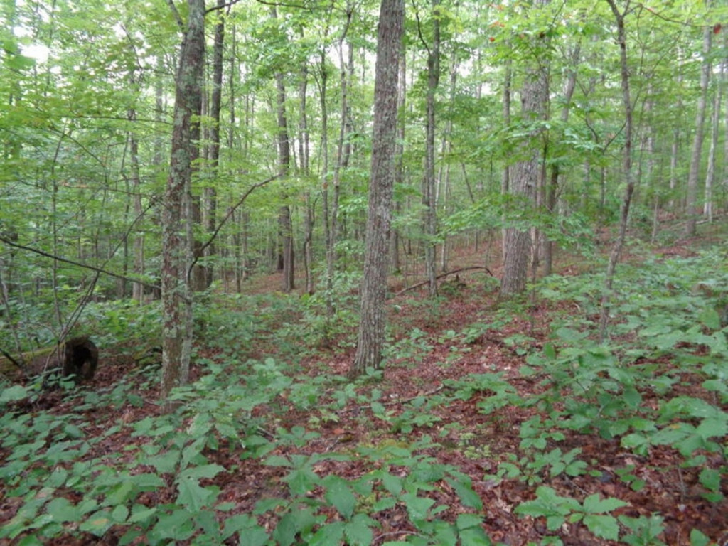 0 Short Mountain Road Sneedville, TN 37869 - Photo 9 of 36 Photo 9