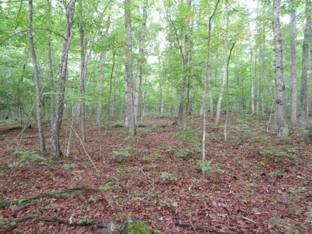 0 Short Mountain Road Sneedville, TN 37869 - Photo 10 of 36 Photo 10