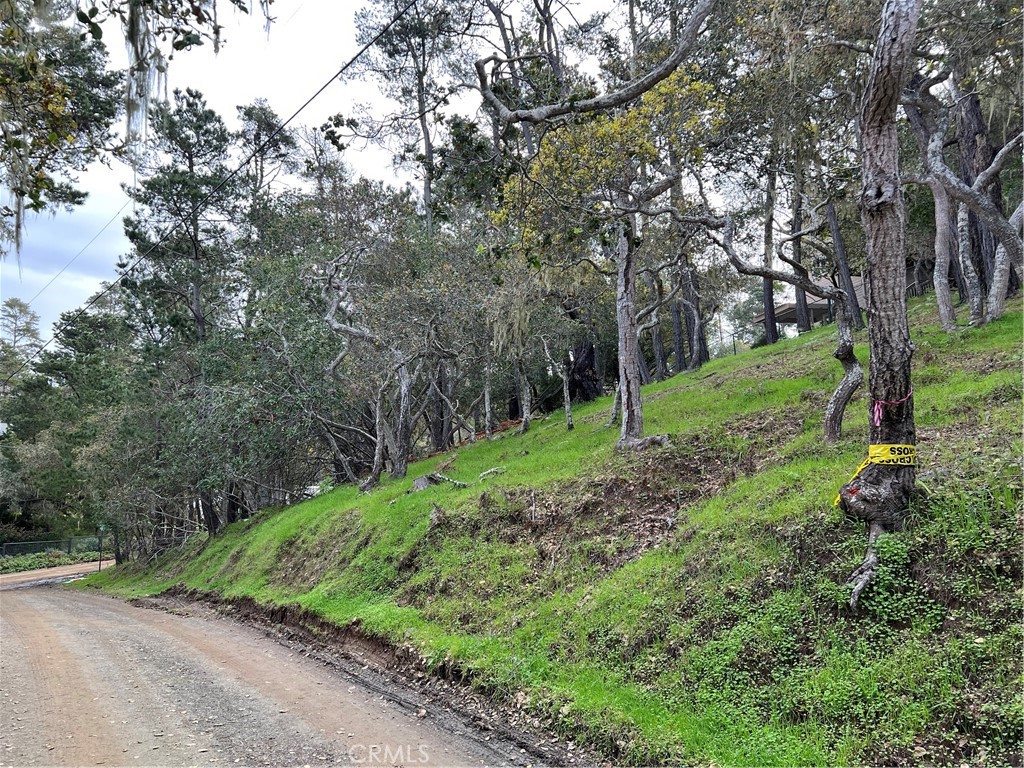 a view of a park with large trees