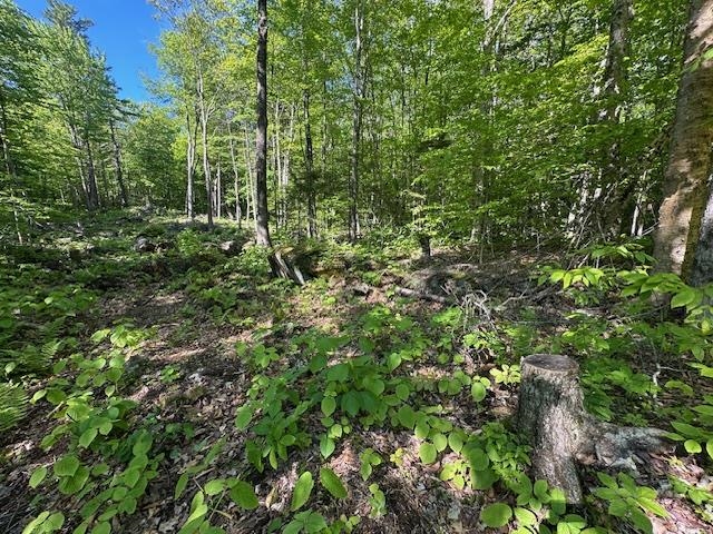 0 Tigola Trail Stoddard, NH 03464 - Photo 5 of 10