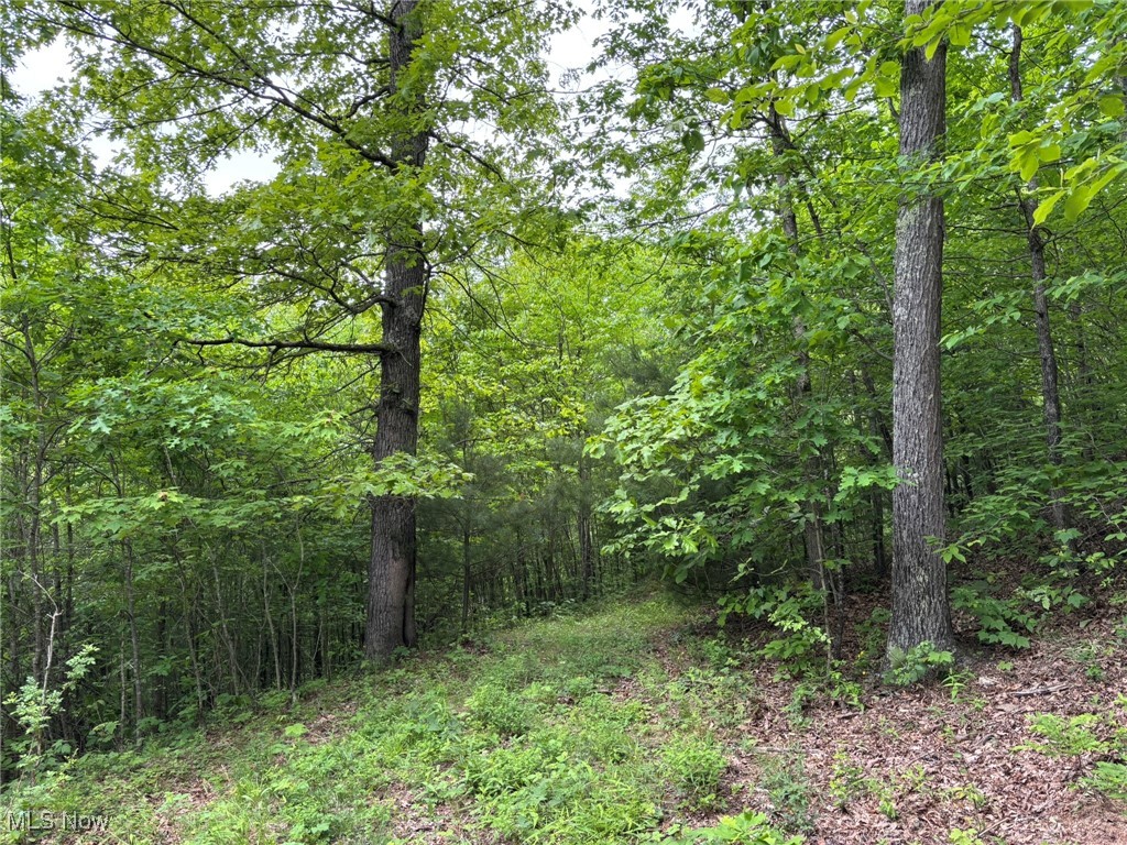 34215 Mt Hope Ridge Road Graysville, OH 45734 - Photo 7 of 50 View of wooded area