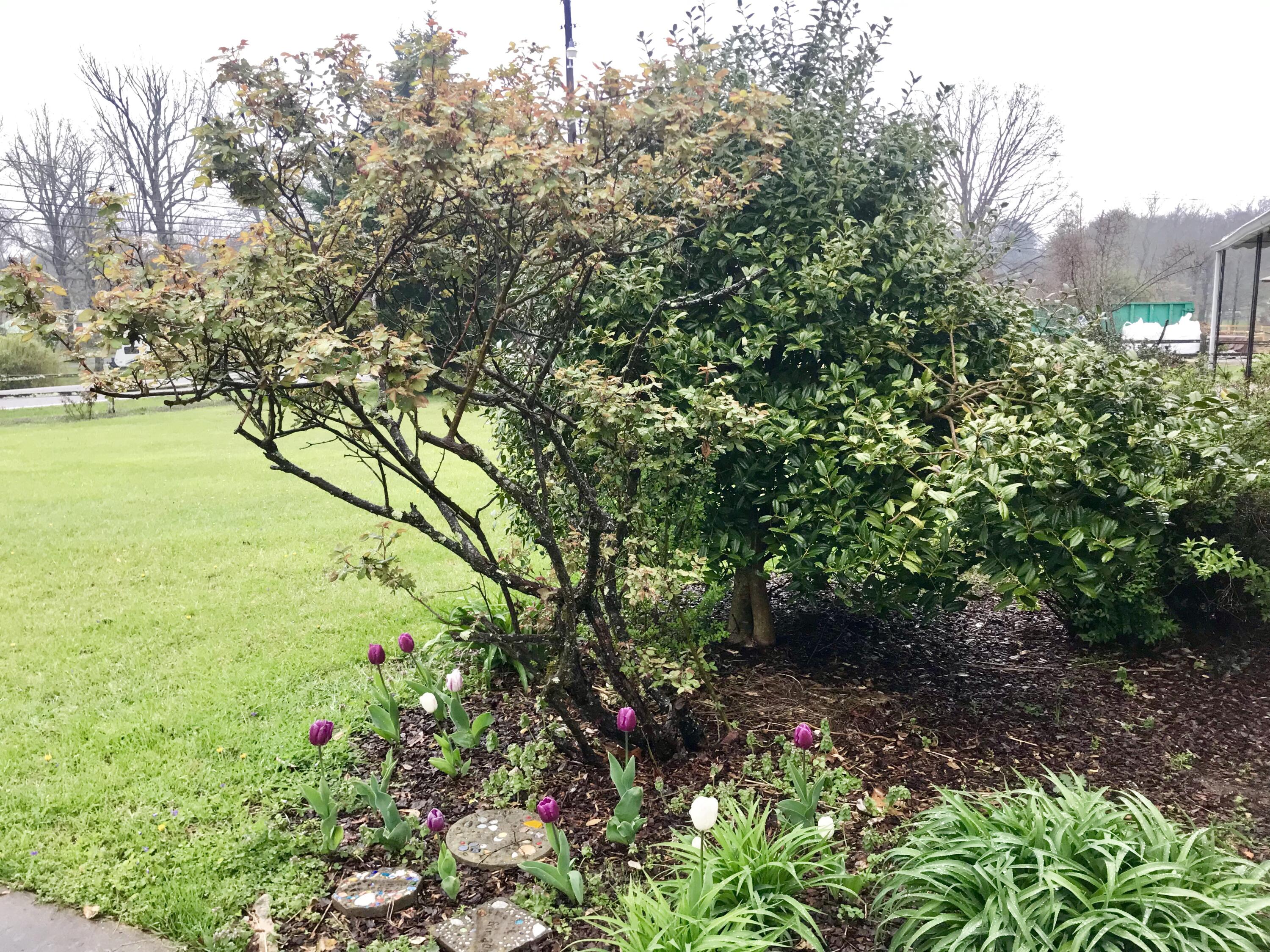 2942 Corral Road Signal Mountain, TN 37377 - Photo 3 of 30 Mature Landscaping